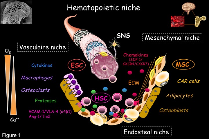 Fig1 hematopoietic niche